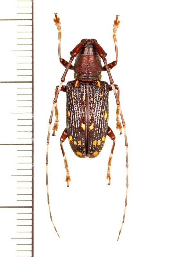画像1: ミツギリゾウムシ擬態のカミキリムシの一種　Cerambycidae species　中国（雲南省）