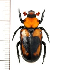 アリノスハナムグリの一種 　Clinterocera hercules　♀　ベトナム中部