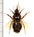 マルハナバチの一種　Bombus sp.　ベトナム南部