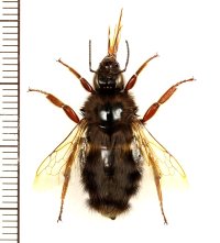 マルハナバチの一種　Bombus sp.　ベトナム南部