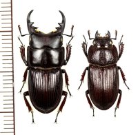 ヤエヤマネブトクワガタ　大型ペア　♂25.4mm♀19.5mm　西表島