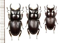 ヨナグニネブトクワガタ　3♂♂20mm/18.8mm/15.7mm　与那国島