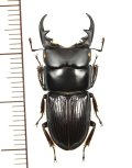 ヨナグニネブトクワガタ　特大♂28.3mm　与那国島