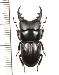 ヨナグニネブトクワガタ　特大♂28.3mm　与那国島
