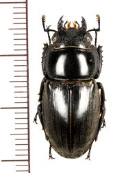 オキナワヒラタクワガタ　♀　下地島