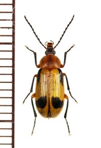 クチキムシの一種　Alleculinae species　ベトナム南部
