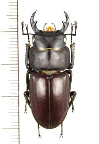 ヤエヤマコクワガタ　特大♂36.2mm　西表島