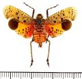 ビワハゴロモの一種　 Penthicodes pulchella　インドネシア（ジャワ島）
