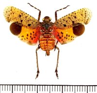 ビワハゴロモの一種　 Penthicodes pulchella　インドネシア（ジャワ島）