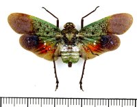 ビワハゴロモの一種　 Penthicodes farinosa farinosa　インドネシア（ペレン島）