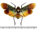 ビワハゴロモの一種　 Penthicodes farinosa tullia　インドネシア（シュラウェシ島）