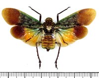 ビワハゴロモの一種　 Penthicodes farinosa tullia　インドネシア（シュラウェシ島）