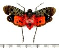 ビワハゴロモの一種　 Penthicodes bimaculata　インドネシア（ボルネオ島）