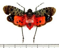 ビワハゴロモの一種　 Penthicodes bimaculata　インドネシア（ボルネオ島）