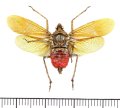 ビワハゴロモの一種　 Neolieftinckana fuscata　インドネシア（ニューギニア島）