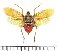 ビワハゴロモの一種　 Neolieftinckana fuscata　インドネシア（ニューギニア島）