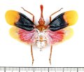 ビワハゴロモの一種　 Pyrops detanii　インドネシア（ペレン島）