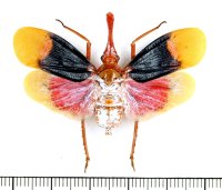 ビワハゴロモの一種　 Pyrops detanii　インドネシア（ペレン島）