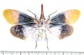 ビワハゴロモの一種　 Pyrops sultanus　インドネシア（ボルネオ島）