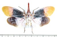 ビワハゴロモの一種　 Pyrops sultanus　インドネシア（ボルネオ島）