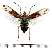 ビワハゴロモの一種　 Prolepta ferocula　インドネシア（ボルネオ島）