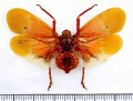ビワハゴロモの一種　 Scamandra sanguiflua　インドネシア（シュラウェシ島）