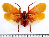 ビワハゴロモの一種　 Scamandra sanguiflua　インドネシア（シュラウェシ島）