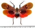 ビワハゴロモの一種　 Scamandra collaris　インドネシア（ペレン島）
