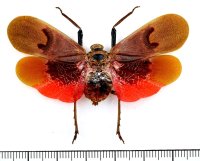 ビワハゴロモの一種　 Scamandra collaris　インドネシア（ペレン島）