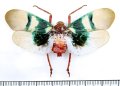 ビワハゴロモの一種　 Scamandra selene　インドネシア（シュラウェシ島）