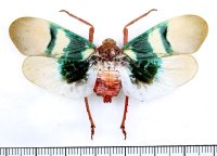 ビワハゴロモの一種　 Scamandra selene　インドネシア（シュラウェシ島）