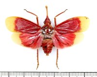 ビワハゴロモの一種　 Pyrops hamdjahi　インドネシア（ペレン島）