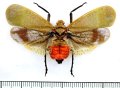 ビワハゴロモの一種　 Scamandra shiinae　インドネシア（スマトラ島）