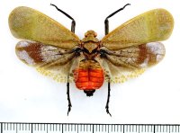 ビワハゴロモの一種　 Scamandra shiinae　インドネシア（スマトラ島）