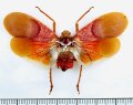 ビワハゴロモの一種　 Scamandra mucorea　フィリピン（パラワン島）