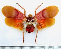 ビワハゴロモの一種　 Scamandra mucorea　フィリピン（パラワン島）