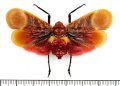 ビワハゴロモの一種　Scamandra rosea saturata　インドネシア（ボルネオ島）