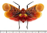 ビワハゴロモの一種　Scamandra rosea saturata　インドネシア（ボルネオ島）