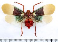 ビワハゴロモの一種　 Scamandra silighinii　インドネシア（シュラウェシ島）