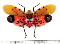 ビワハゴロモの一種　 Penthicodes atomaria　タイ