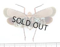 ビワハゴロモの一種　 Kalidasa nigromaculata　タイ
