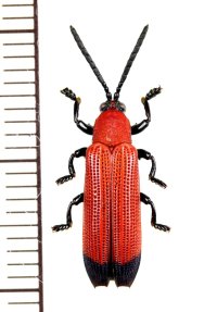 ベニボタル擬態のトゲハムシの一種　Hispinae species　インドネシア（ボルネオ島）