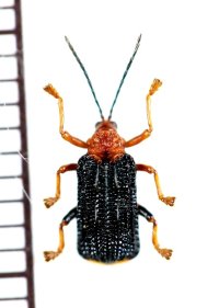 トゲハムシの一種　Hispinae species　インドネシア（スマトラ島）