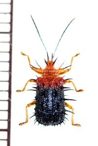 トゲハムシの一種　Hispinae species　インドネシア（スマトラ島）