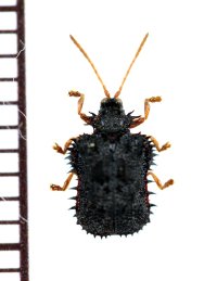 トゲハムシの一種　Hispinae species　 ラオス