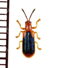 ベニボタル擬態のトゲハムシの一種　Hispinae species　ソロモン諸島（ガダルカナル島）