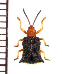 トゲハムシの一種　Hispinae species　インドネシア（スマトラ島）