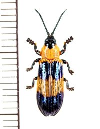 ベニボタル擬態のトゲハムシの一種　Callistola speciosa　インドネシア（ニューギニア島）