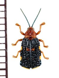 トゲハムシの一種　Hispinae species　インドネシア（スマトラ島）
