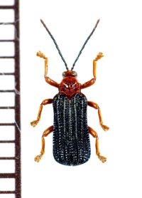 トゲハムシの一種　Hispinae species　インドネシア（スマトラ島）